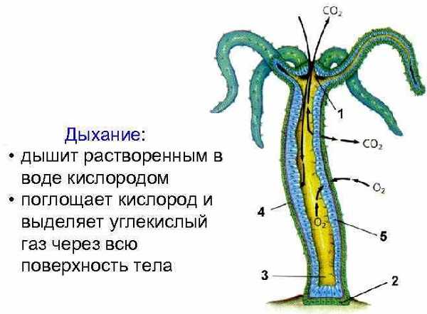 Сайты с наркотиками