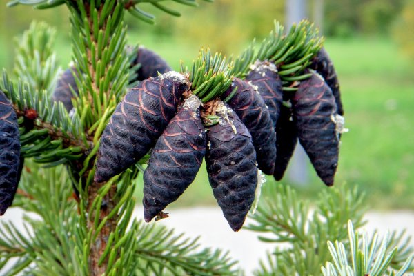 Где купить наркоты